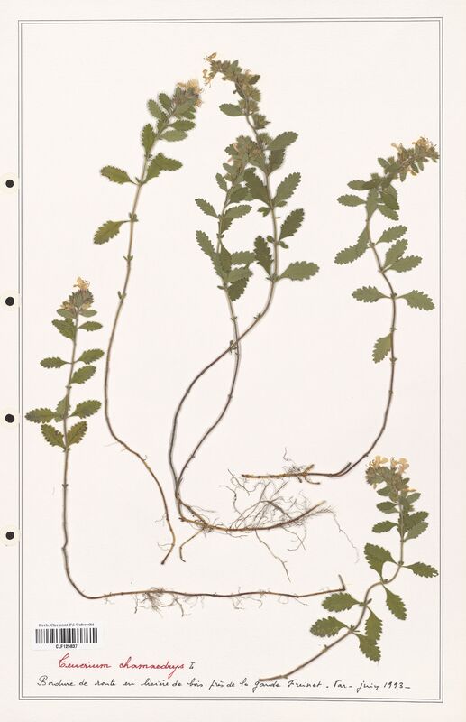 Teucrium chamaedrys  (Lamiaceae)