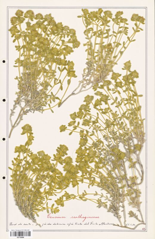 Teucrium carthaginense  (Lamiaceae)