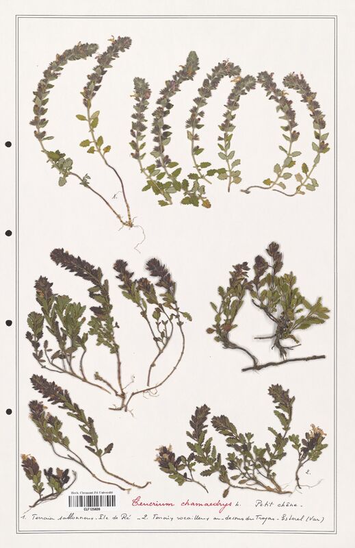 Teucrium chamaedrys  (Lamiaceae)