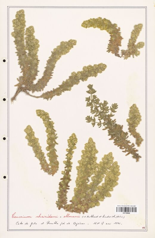 Teucrium charidemi  (Lamiaceae)