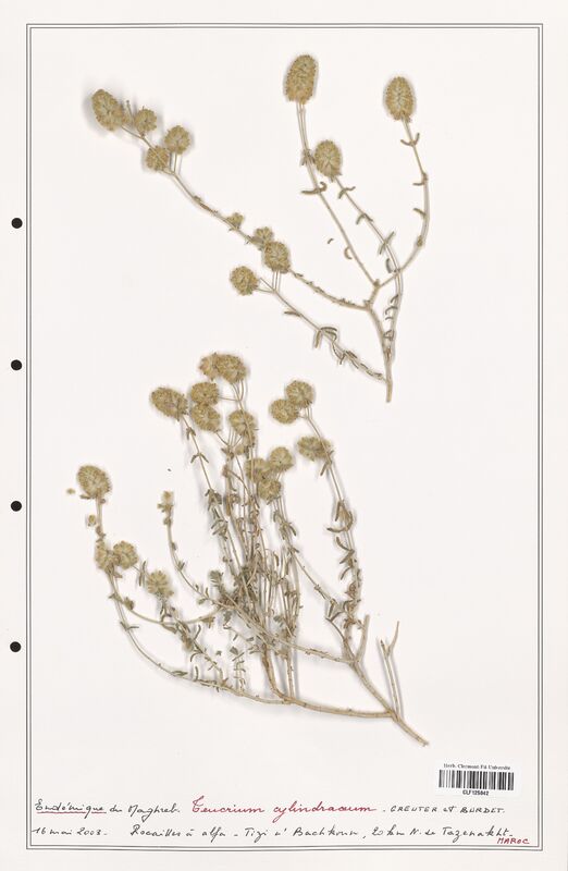 Teucrium cylindraceum  (Lamiaceae)