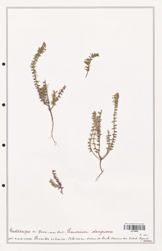Teucrium decipiens  (Lamiaceae)