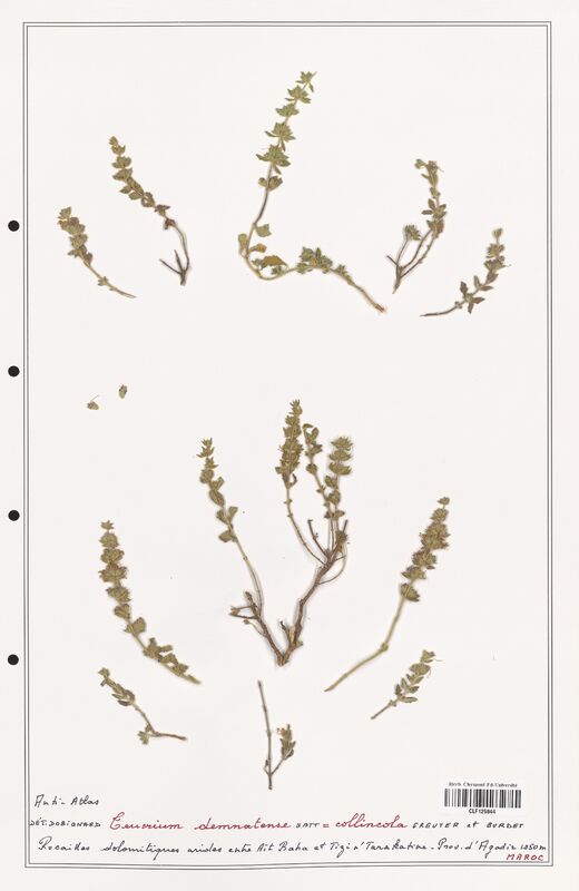 Teucrium demnatense  (Lamiaceae)