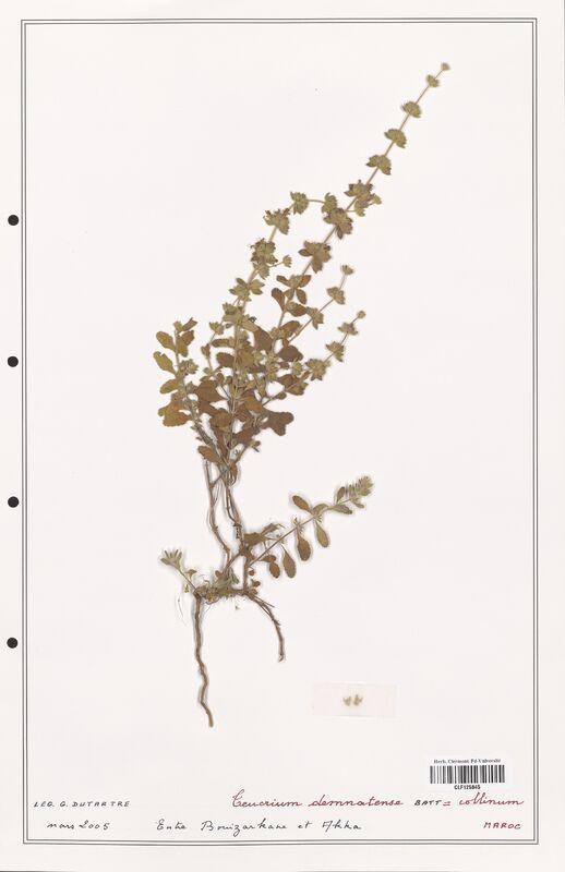 Teucrium demnatense  (Lamiaceae)