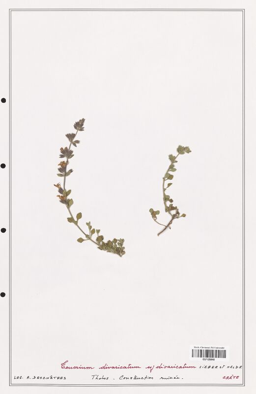 Teucrium divaricatum  (Lamiaceae)