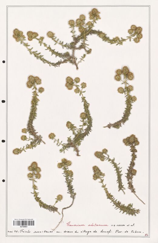 Teucrium edetanum  (Lamiaceae)