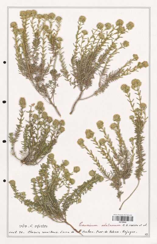 Teucrium edetanum  (Lamiaceae)