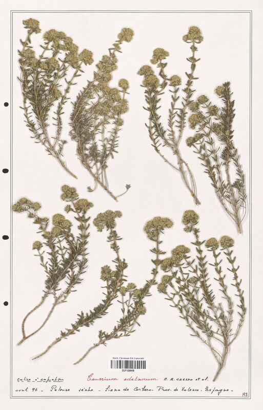 Teucrium edetanum  (Lamiaceae)