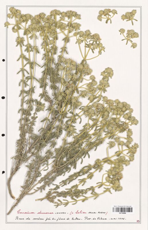 Teucrium dunense  (Lamiaceae)