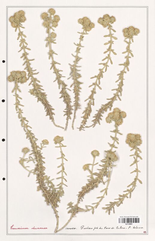 Teucrium dunense  (Lamiaceae)