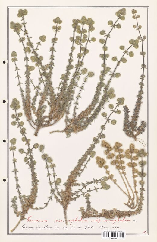 Teucrium eriocephalum  (Lamiaceae)
