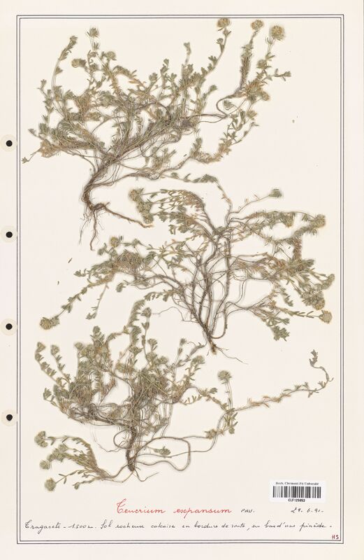 Teucrium expansum  (Lamiaceae)