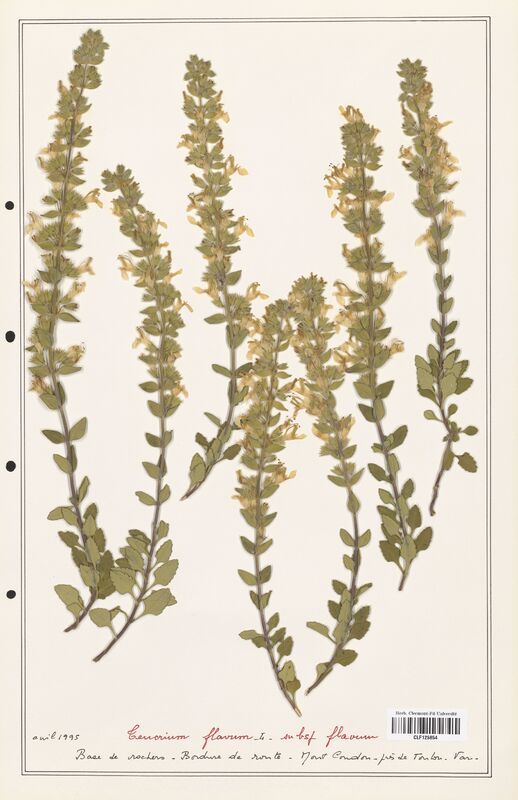 Teucrium flavum  (Lamiaceae)