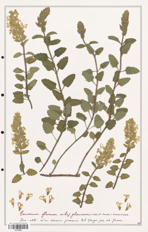 Teucrium flavum  (Lamiaceae)