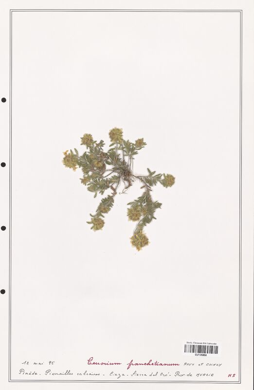 Teucrium franchetianum  (Lamiaceae)