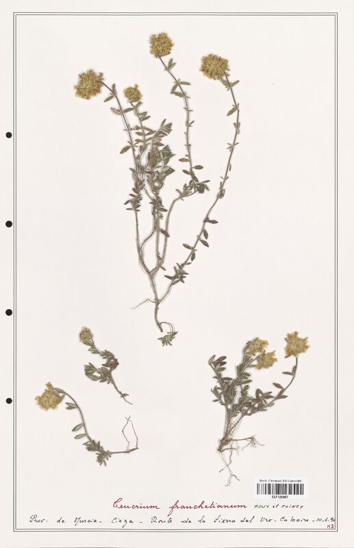 Teucrium franchetianum  (Lamiaceae)