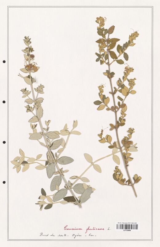 Teucrium fruticans  (Lamiaceae)