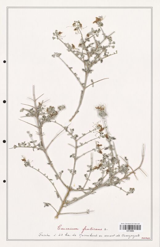Teucrium fruticans  (Lamiaceae)