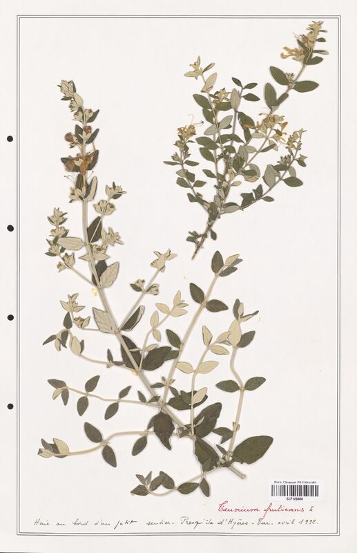 Teucrium fruticans  (Lamiaceae)