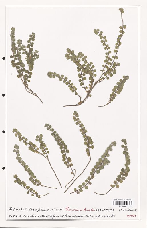 Teucrium huotii  (Lamiaceae)