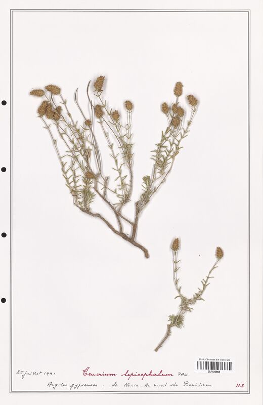 Teucrium lepicephalum  (Lamiaceae)