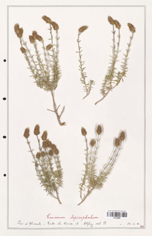 Teucrium lepicephalum  (Lamiaceae)