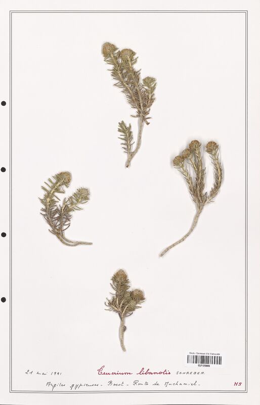 Teucrium libanotis  (Lamiaceae)