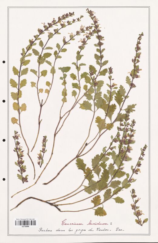 Teucrium lucidum  (Lamiaceae)