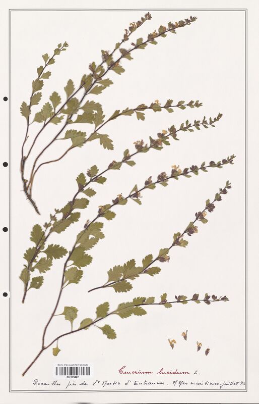 Teucrium lucidum  (Lamiaceae)