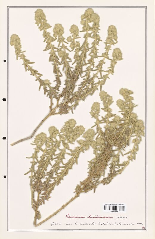 Teucrium lusitanicum  (Lamiaceae)