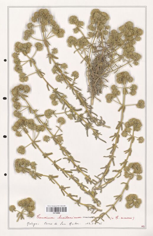 Teucrium lusitanicum  (Lamiaceae)