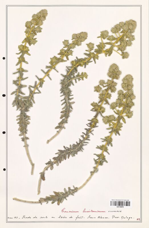 Teucrium lusitanicum  (Lamiaceae)