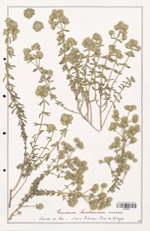 Teucrium lusitanicum  (Lamiaceae)