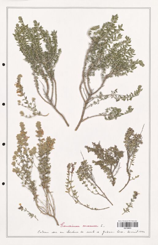 Teucrium marum  (Lamiaceae)