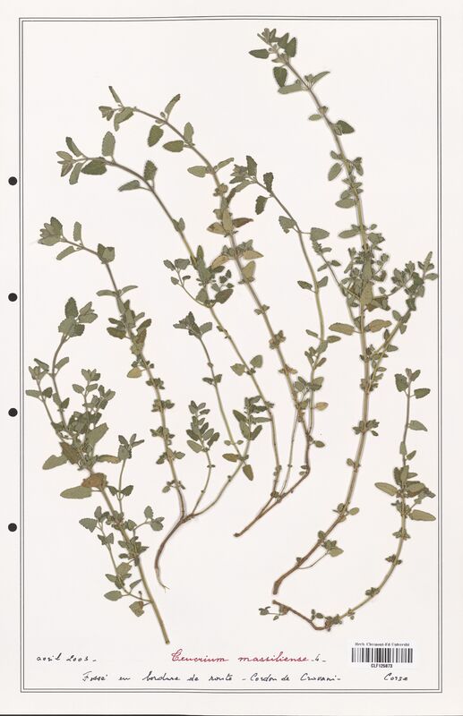 Teucrium massiliense  (Lamiaceae)