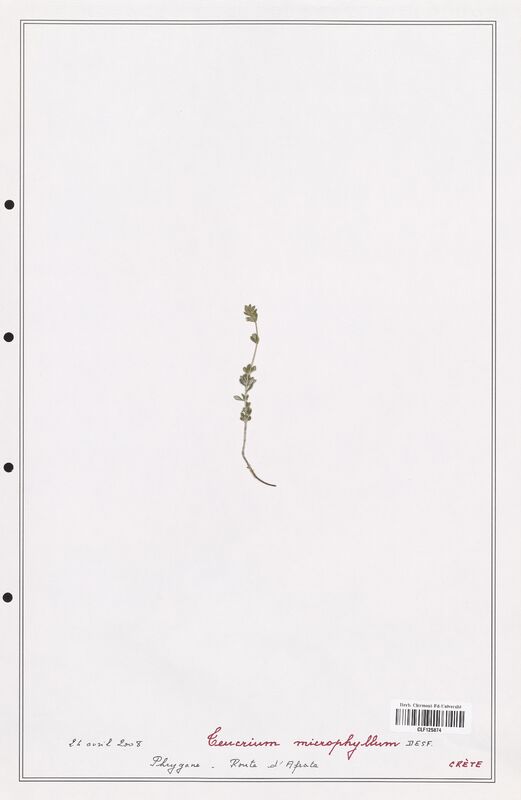 Teucrium microphyllum  (Lamiaceae)