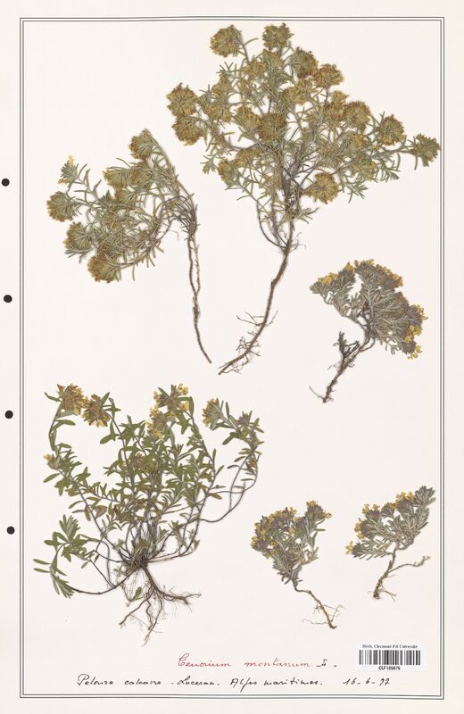 Teucrium montanum  (Lamiaceae)