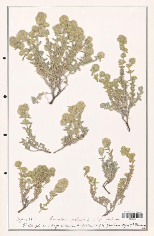 Teucrium polium  (Lamiaceae)