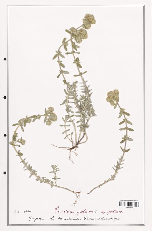 Teucrium polium  (Lamiaceae)