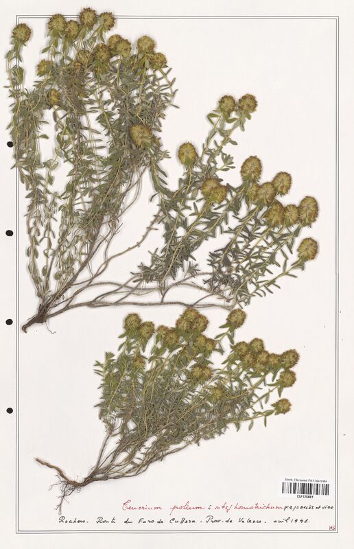 Teucrium polium  (Lamiaceae)