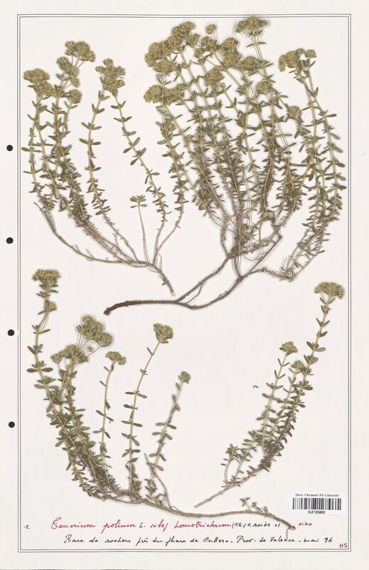 Teucrium polium  (Lamiaceae)