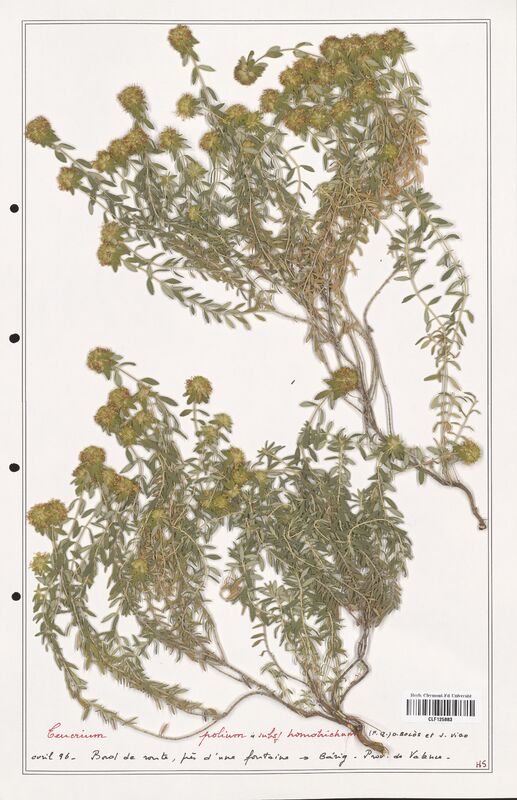 Teucrium polium  (Lamiaceae)