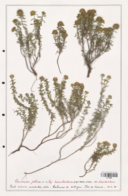 Teucrium polium  (Lamiaceae)