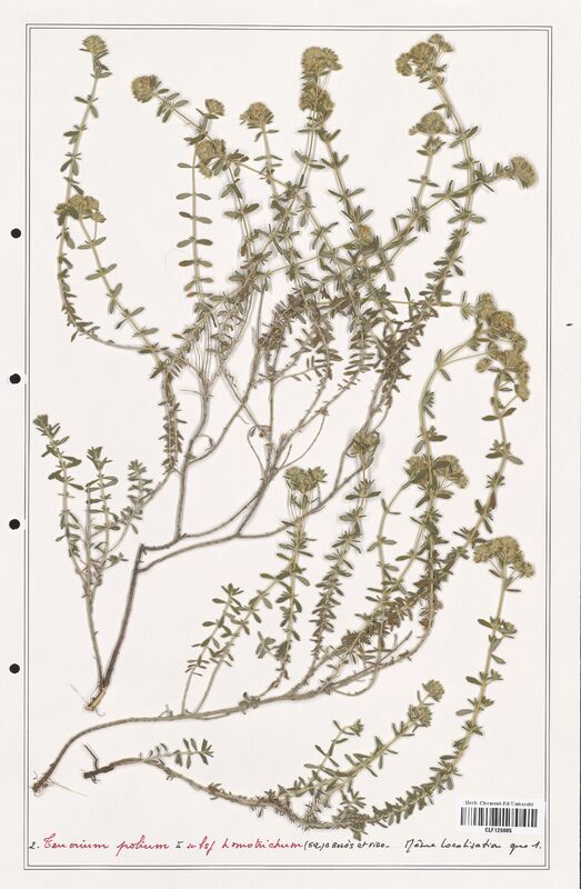 Teucrium polium  (Lamiaceae)