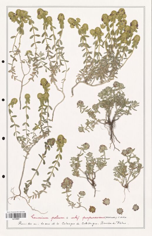 Teucrium polium  (Lamiaceae)