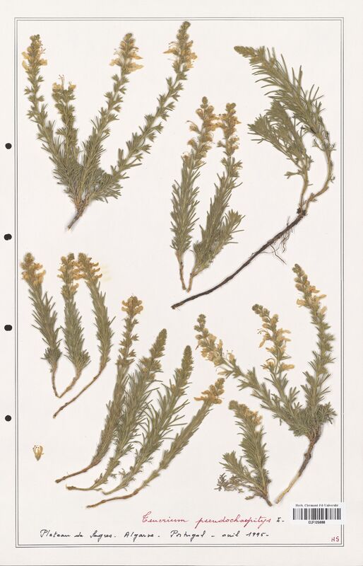 Teucrium pseudochaepitys  (Lamiaceae)