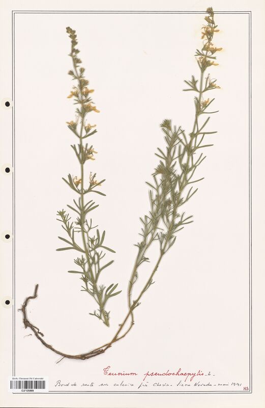 Teucrium pseudochaepitys  (Lamiaceae)