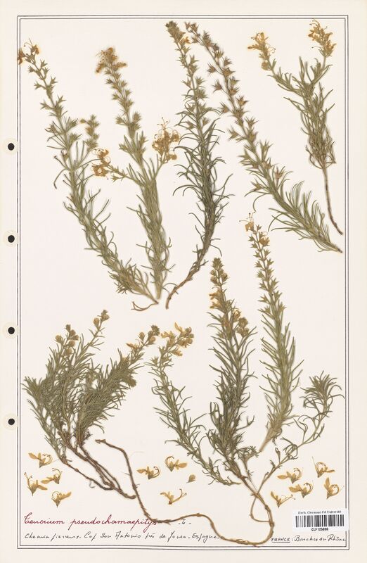 Teucrium pseudochaepitys  (Lamiaceae)