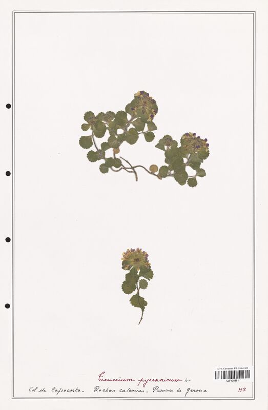 Teucrium pyrenaicum  (Lamiaceae)