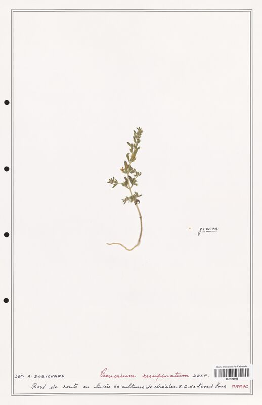 Teucrium resupinatum  (Lamiaceae)
